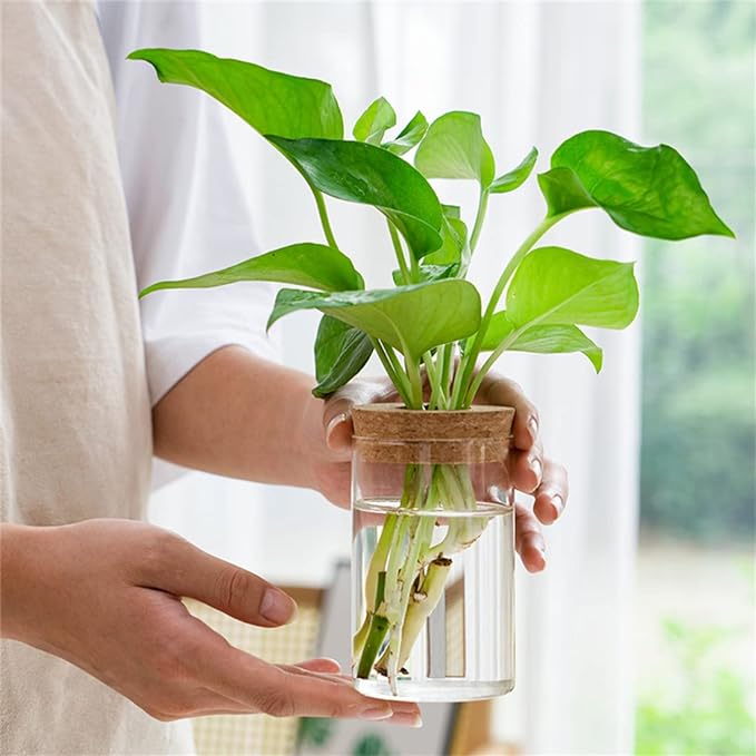 Glass vases or decorative bowls allow you to admire the plant's root system
