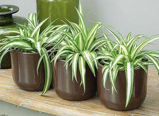 American Plant Exchange Live Spider Plant, Spider Ivy Plant, Ribbon Plant, Plant Pot for Home and Garden Decor, 6" Pot