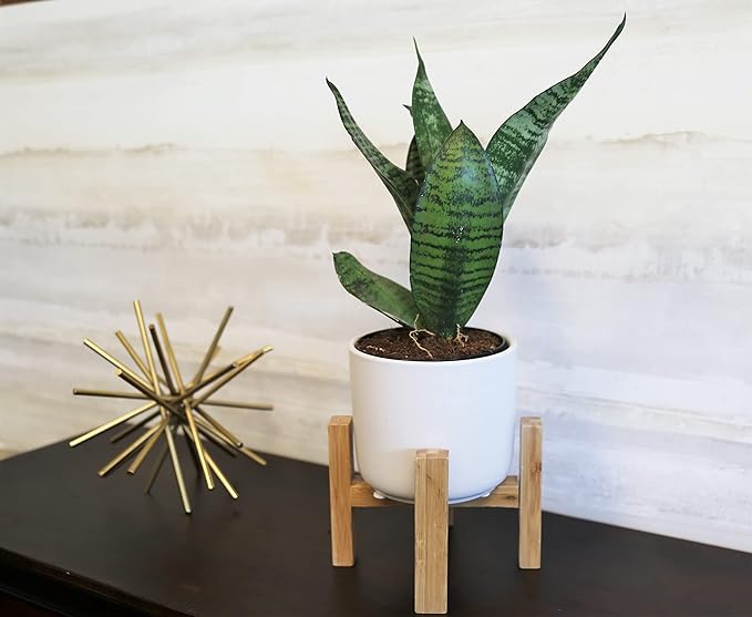 Indoor Snake Plant, Easy to Grow Mother in Laws Tongue and thrives on daily watering , Sansevieria Houseplant, in Flower Pot Planter for Room and Home Décor, Mother's Day Gift for Mom, 8-Inches Tall