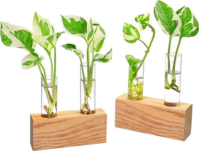 Test tubes for growing cuttings