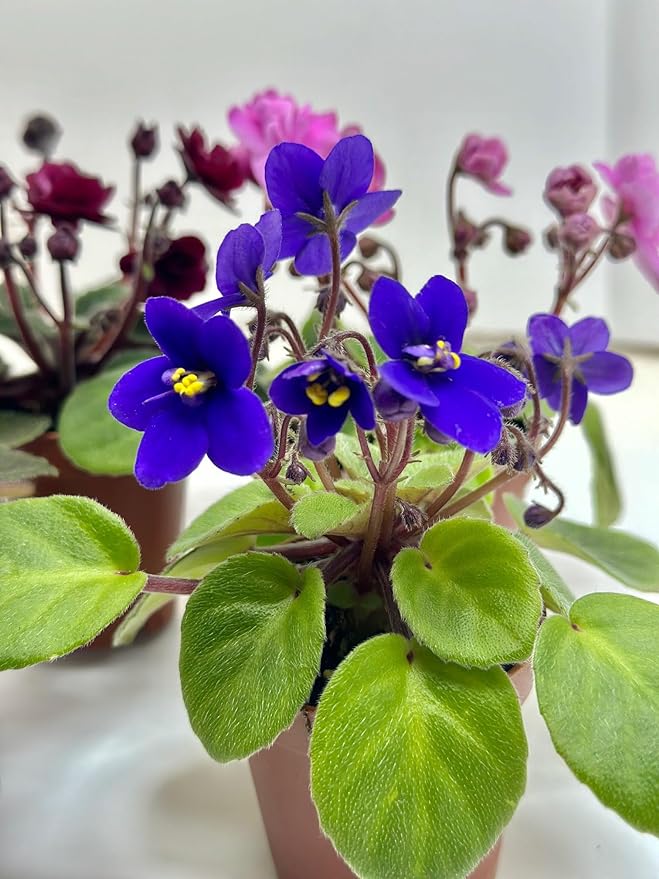 Miniature African Violets Live Plants