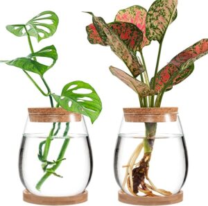 water jar to grow cuttings in water, perfect for Seed Starting