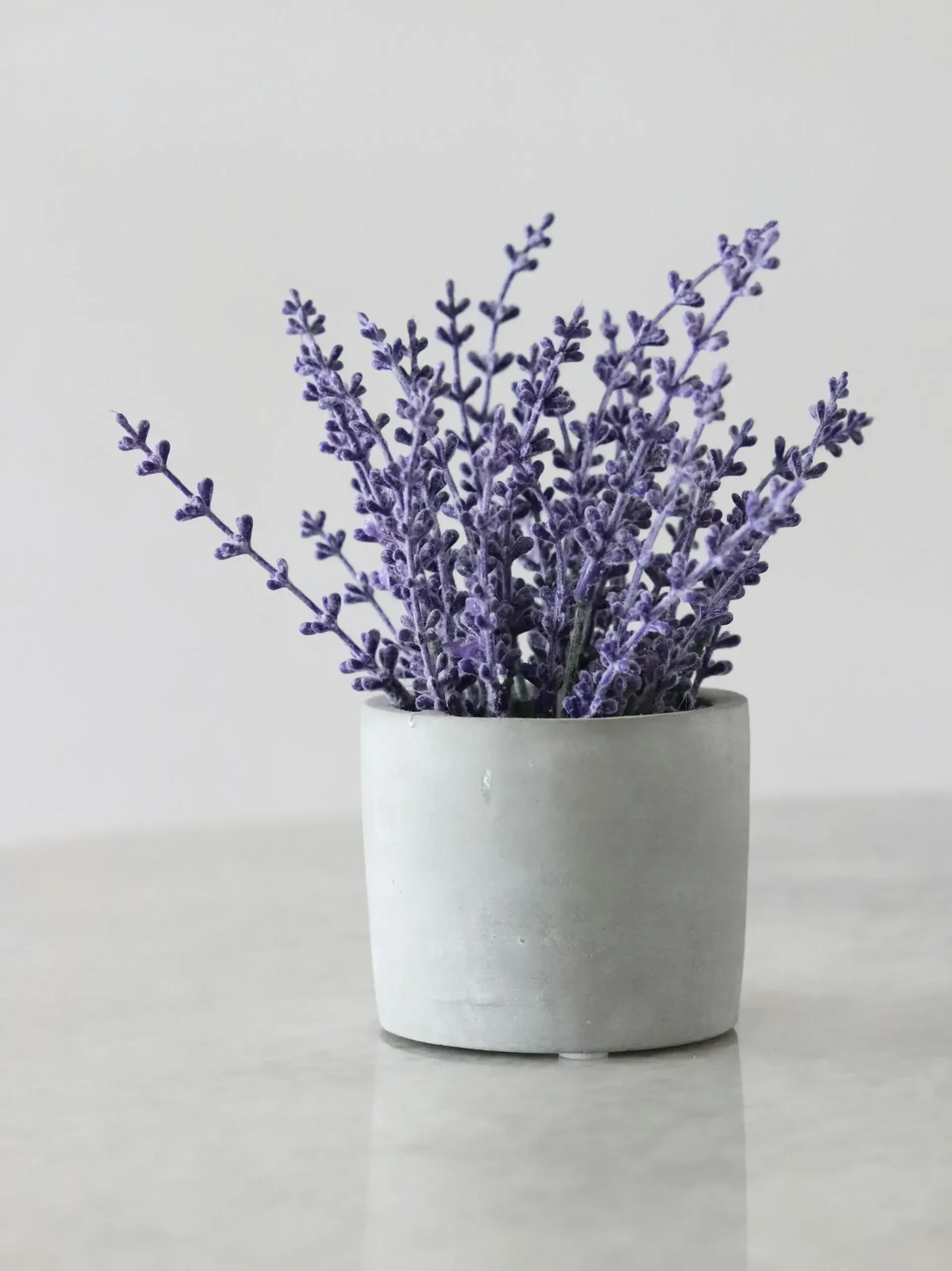 Lavender plant in a pot