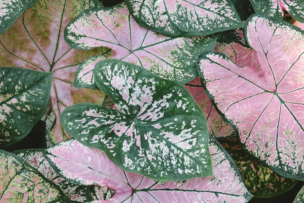 Caladium is one of the Toxic Houseplants for Kids and Pets