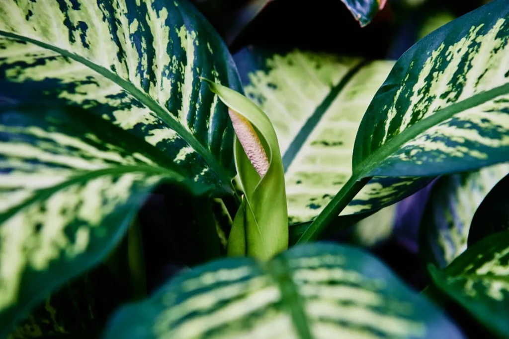 Dumb Cane is one of the Toxic Houseplants for Kids and Pets