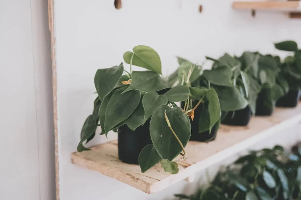 Heartleaf philodendron Plant on Pots
but are Toxic Houseplants for Kids and Pets