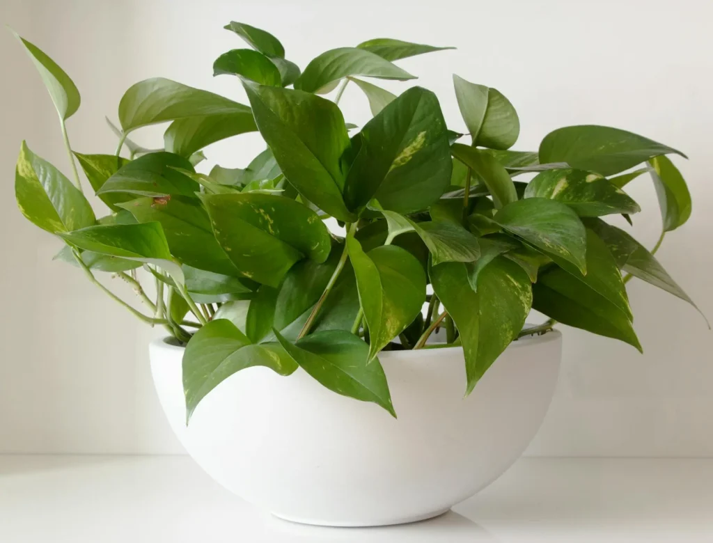 Pothos is one of the Toxic Houseplants for Kids and Pets