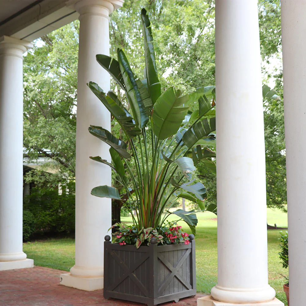 Orange Bird of Paradise houseplant