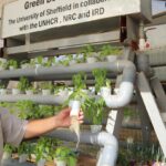 Feeding the Future: How FAO & WFP are Using Hydroponics to Fight Hunger