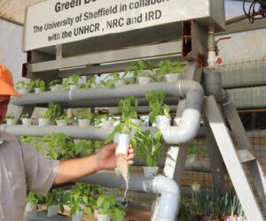 Feeding the Future: How FAO & WFP are Using Hydroponics to Fight Hunger