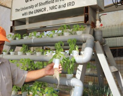 Feeding the Future: How FAO & WFP are Using Hydroponics to Fight Hunger