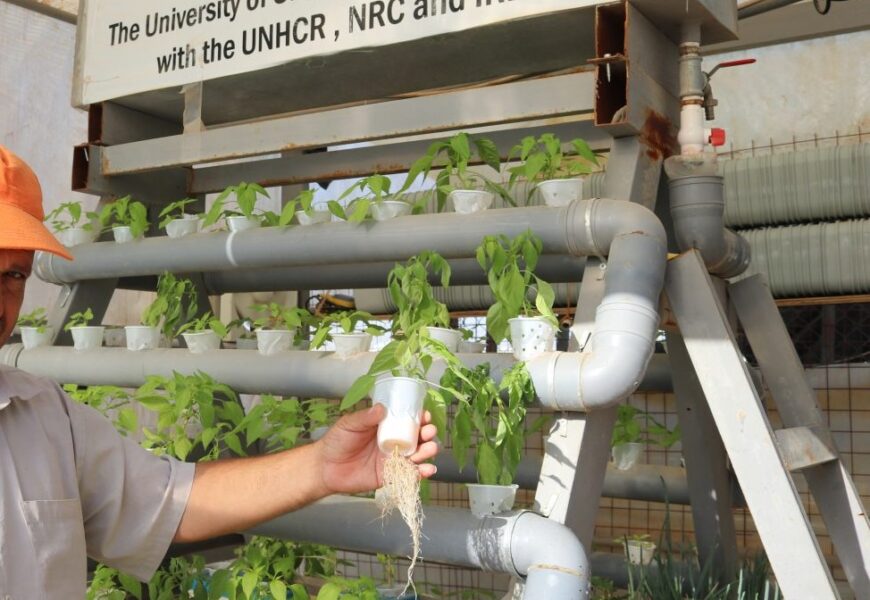 Feeding the Future: How FAO & WFP are Using Hydroponics to Fight Hunger