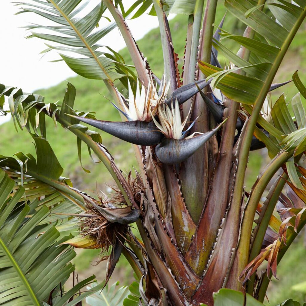 White Bird of Paradise Houseplant