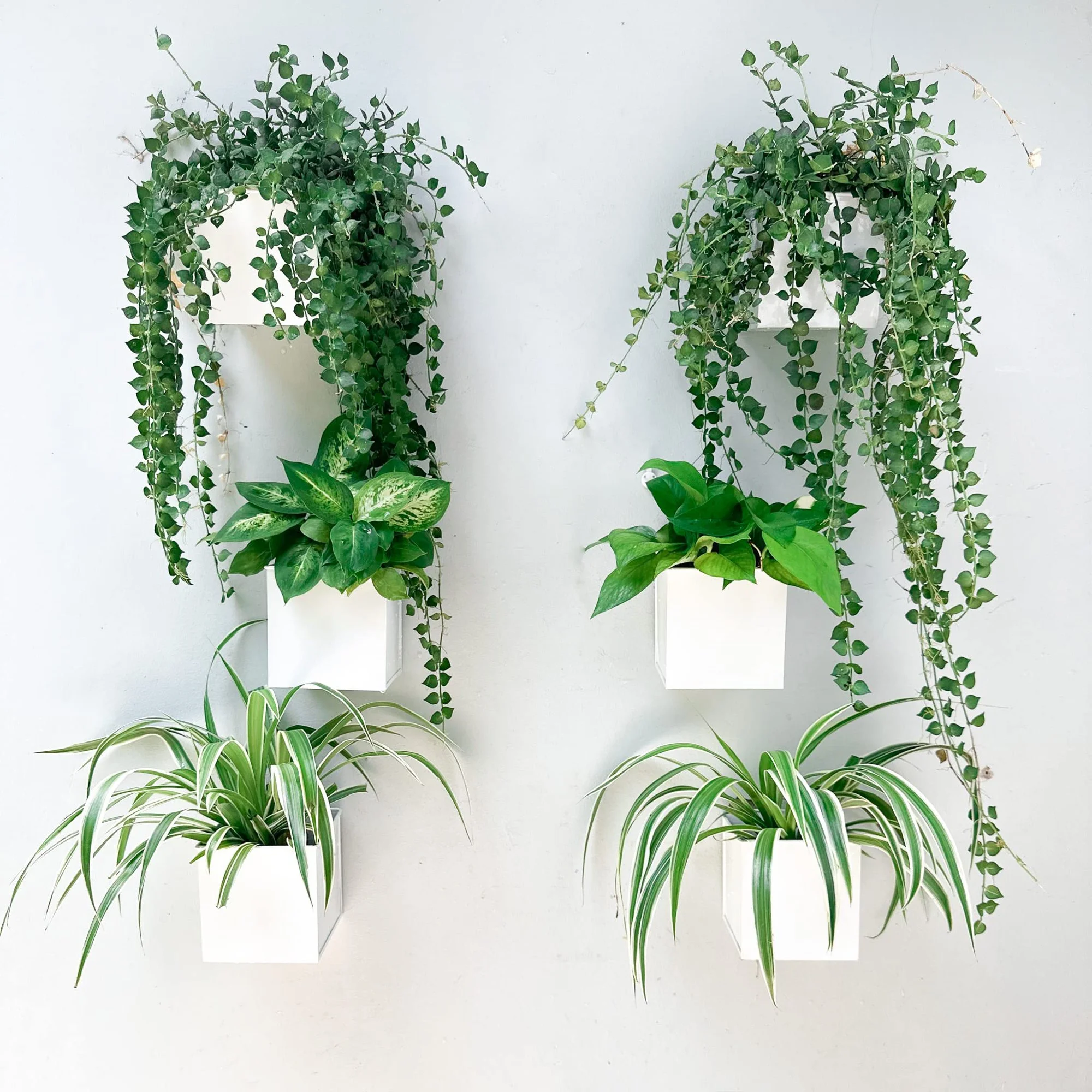 LaLaGreen Wall Self Watering Wall Planter