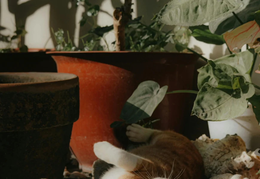 Discover the Best Cat-Safe Houseplants