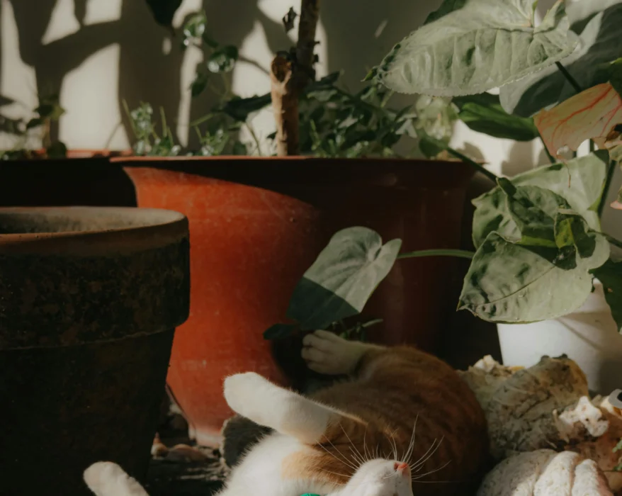 Discover the Best Cat-Safe Houseplants