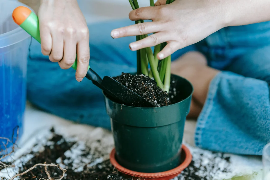 the biggest mistakes with houseplants that hate the sun and low-light plants is Not Enough Nutrients