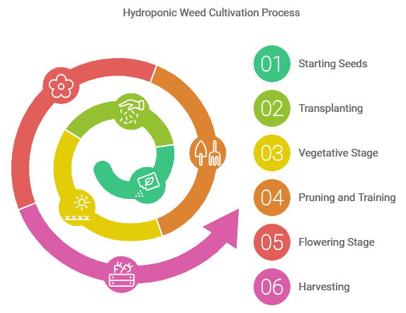 Hydroponic Cannabis or Hydroponic weed cultivation process