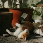 Feline-Friendly Foliage: Safe Houseplants for Your Kitty