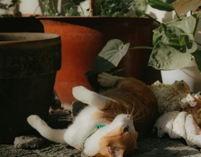 Feline-Friendly Foliage: Safe Houseplants for Your Kitty