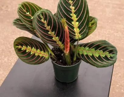 The Best Soil for Maranta Houseplant​