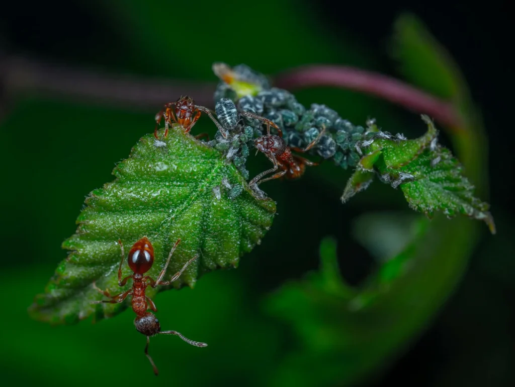 how to get rid of aphids on houseplants​ and How To Clean Houseplant Leaves​