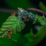 how to get rid of aphids on houseplants​