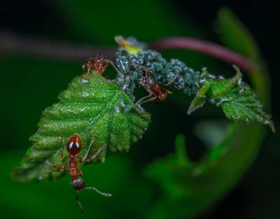 how to get rid of aphids on houseplants​