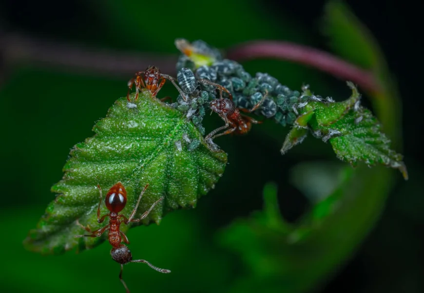 how to get rid of aphids on houseplants​