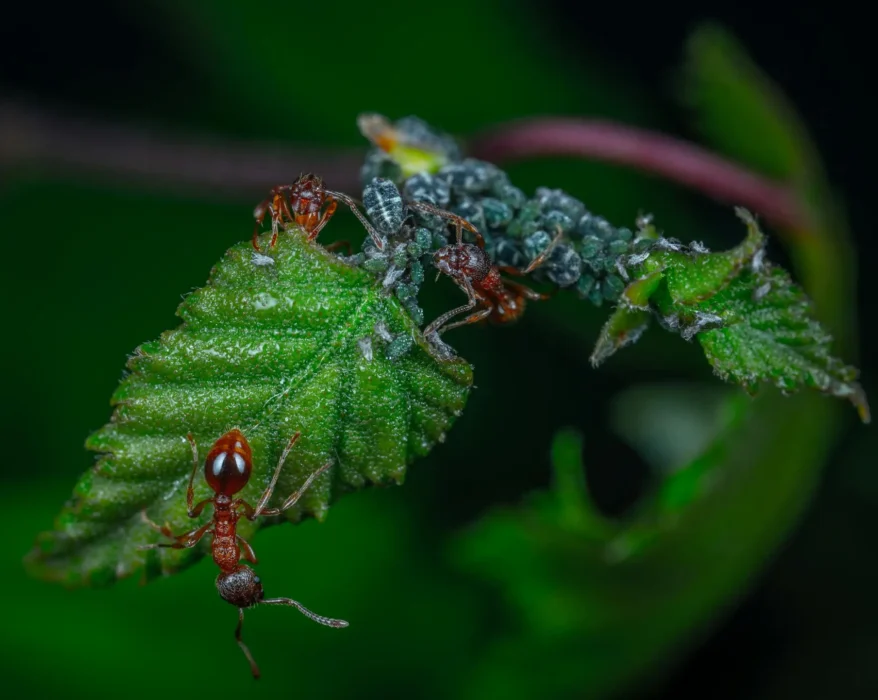 how to get rid of aphids on houseplants​