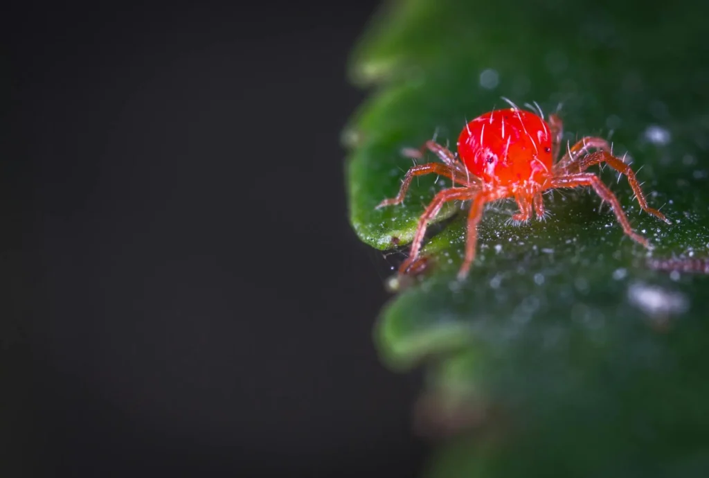 how to get rid of spider mites on houseplants​