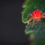 how to get rid of spider mites on houseplants​