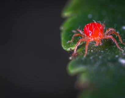 how to get rid of spider mites on houseplants​