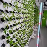 The Best Hydroponic Systems for Growing Flowers in Your Flat