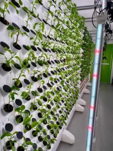 The Best Hydroponic Systems for Growing Flowers in Your Flat