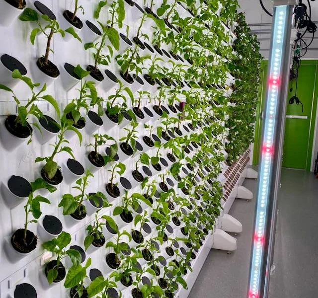 The Best Hydroponic Systems for Growing Flowers in Your Flat