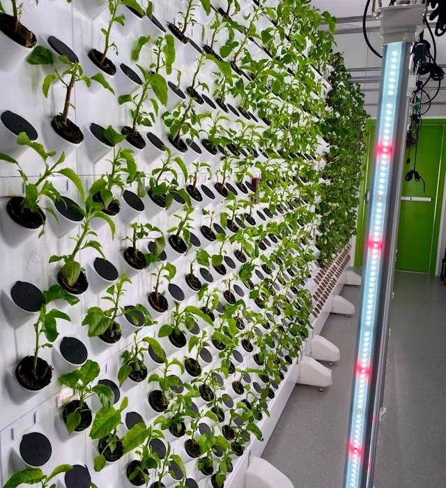 The Best Hydroponic Systems for Growing Flowers in Your Flat