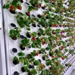 Grow Hydroponic Strawberries: Your Complete Guide