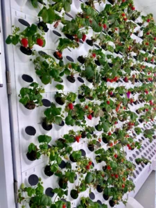 Grow Hydroponic Strawberries: Your Complete Guide