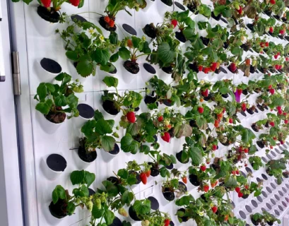 Grow Hydroponic Strawberries: Your Complete Guide