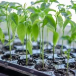 Hydroponic Seed Starting: The Ultimate Guide for Beginners