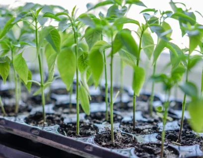 Hydroponic Seed Starting: The Ultimate Guide for Beginners