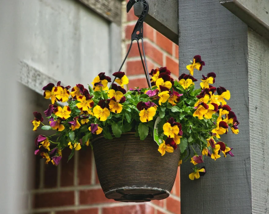 Elevate Your Home with the Best Self-Watering Hanging Planters