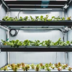 Hydroponic Lighting Schedule: How Many Hours is Optimal for Growth?