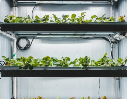 Hydroponic Lighting Schedule: How Many Hours is Optimal for Growth?