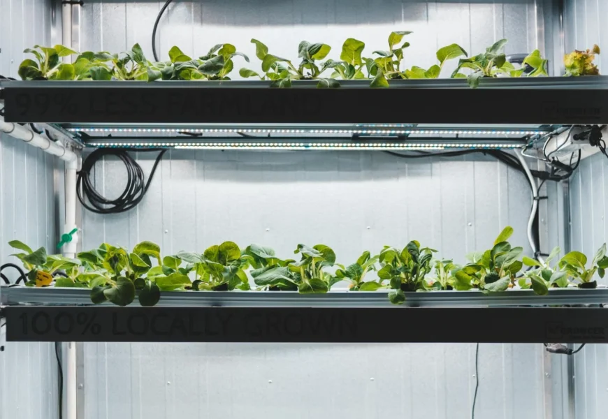 Hydroponic Lighting Schedule: How Many Hours is Optimal for Growth?