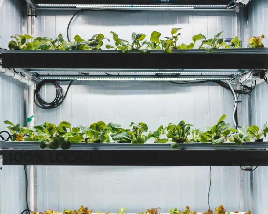 Hydroponic Lighting Schedule: How Many Hours is Optimal for Growth?