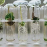 Hydroponic Root Microbiome: The Secret Sauce of Plant Growth