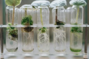 Hydroponic Root Microbiome: The Secret Sauce of Plant Growth