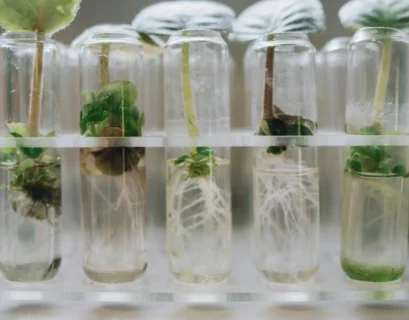 Hydroponic Root Microbiome: The Secret Sauce of Plant Growth